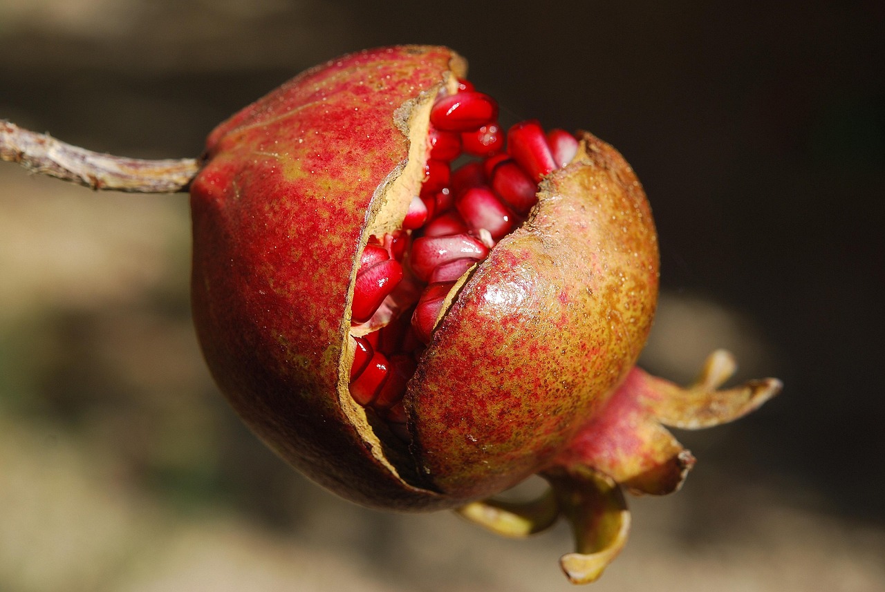Pomegranates (image credits: pixabay)