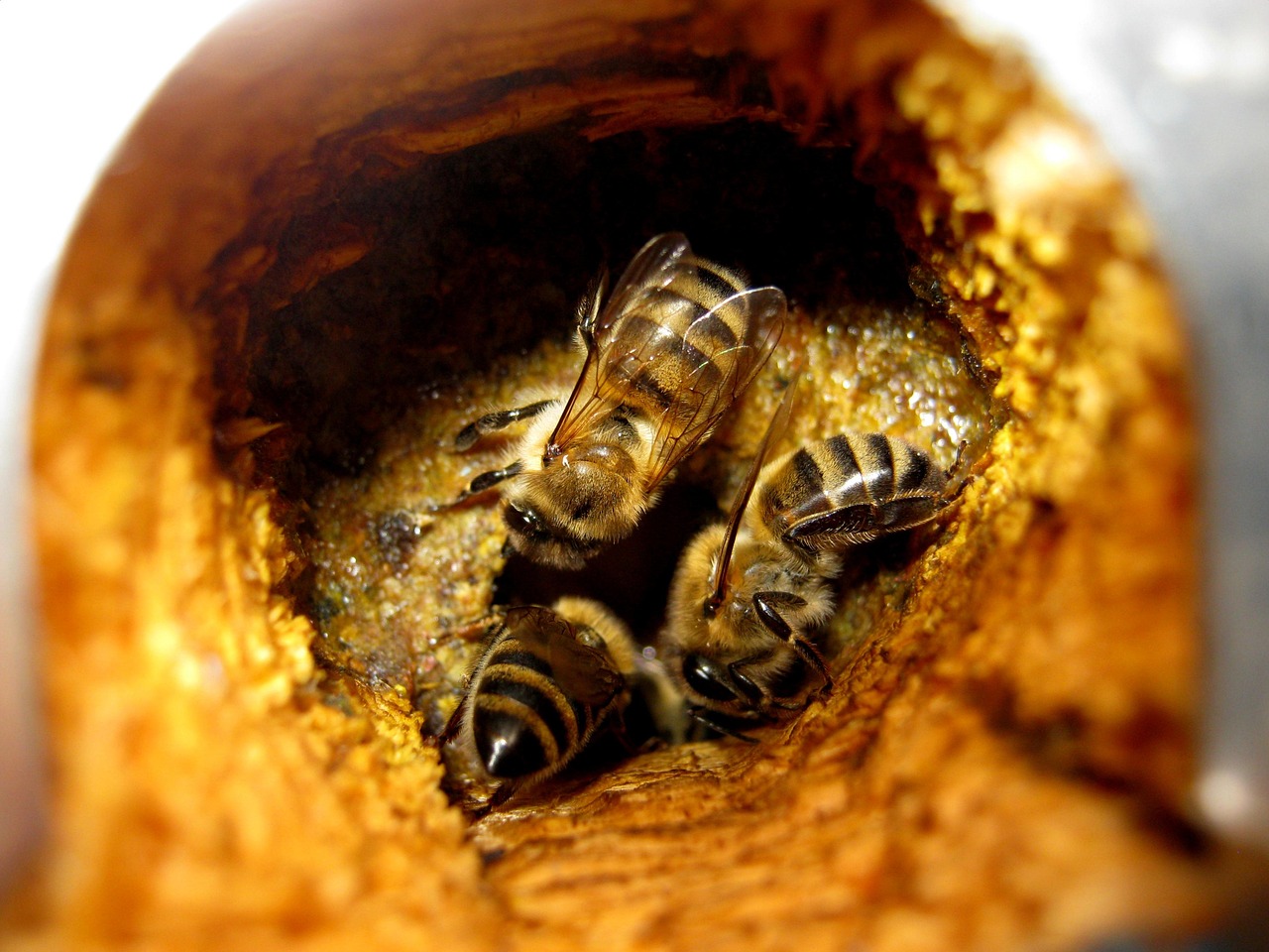 Propolis: The Bee-Derived Barrier to Bacterial Invasion (image credits: pixabay)