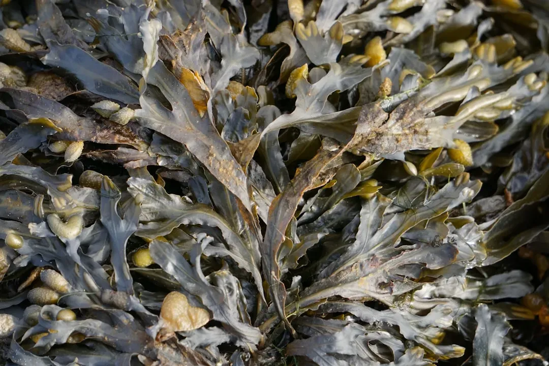 Seaweed: The Ocean's Mineral Treasure (Image Credits: Unsplash)