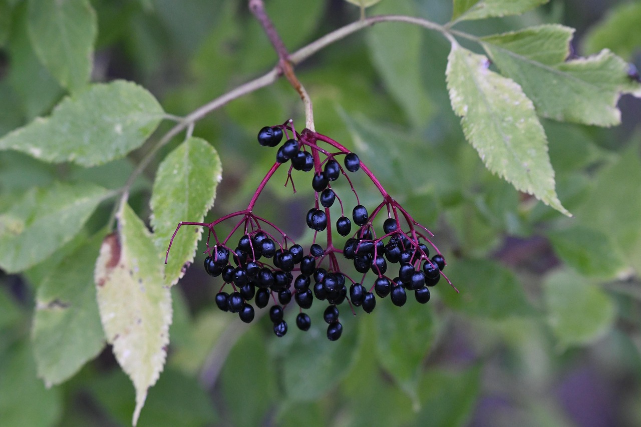 8. Elderberries: Immune System Boosters (image credits: pixabay)