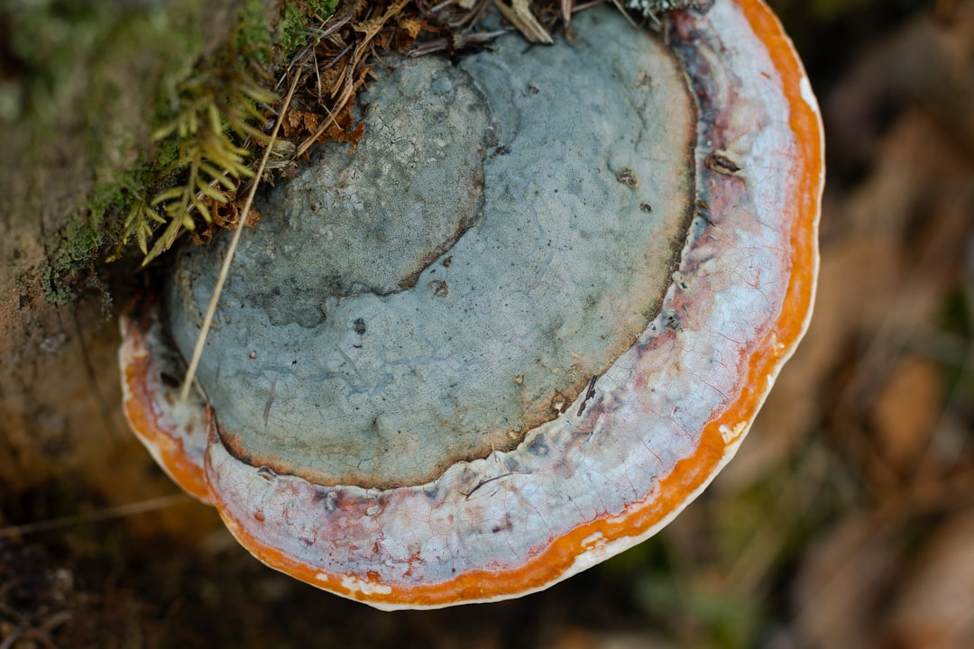 Chaga Mushroom: The Wild Siberian Antioxidant (image credits: unsplash)