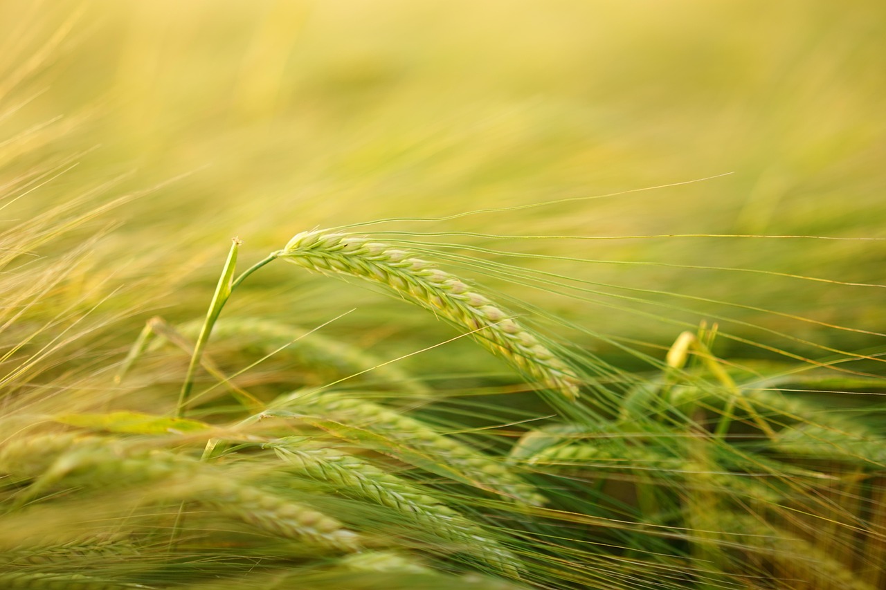 Barley (Whole Grain, Not Pearled) (image credits: pixabay)