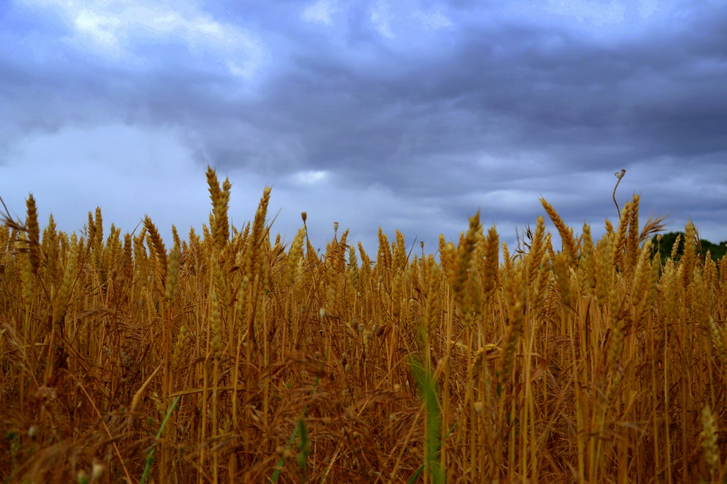 Spain's Reduced Wheat Import Budget (Image Credits: Flickr)