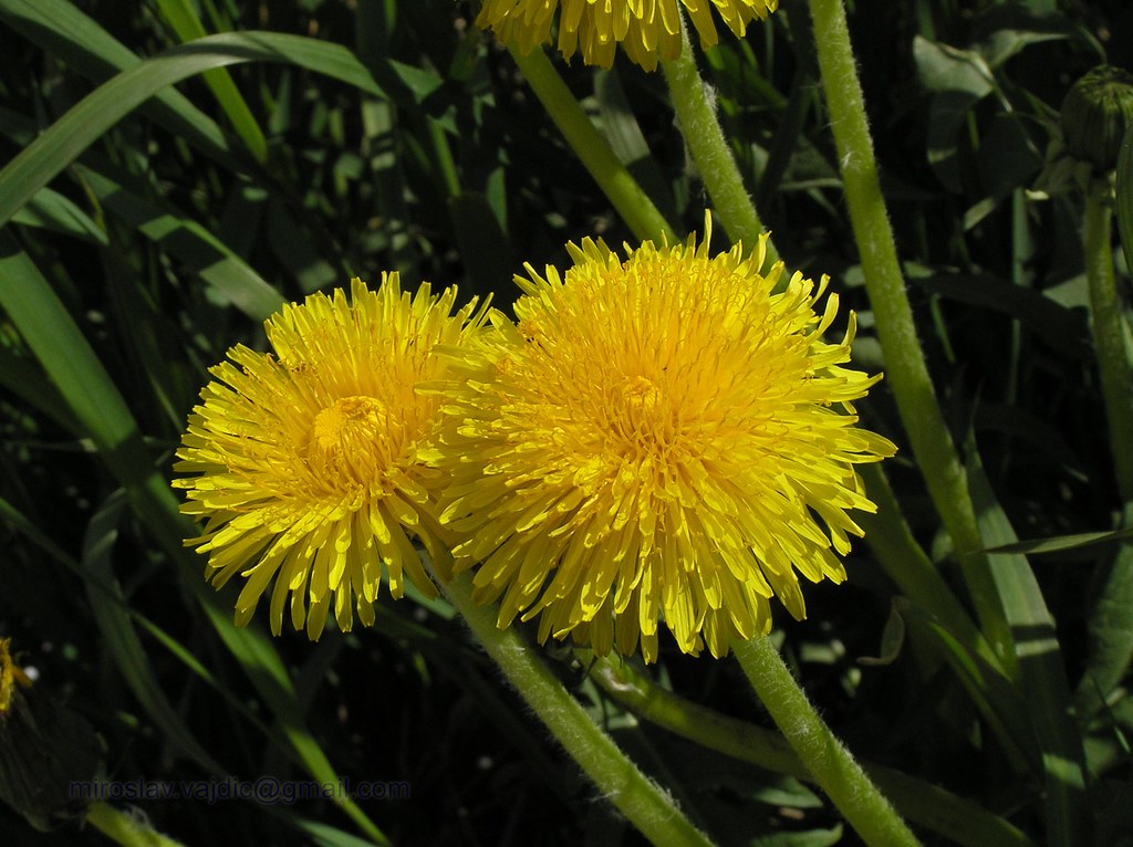 Dandelion Tea – The Powerful Detox Drink (image credits: flickr)