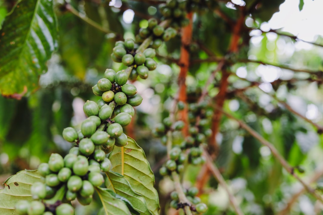 Coffee: Trouble Brewing in the Tropics (image credits: unsplash)