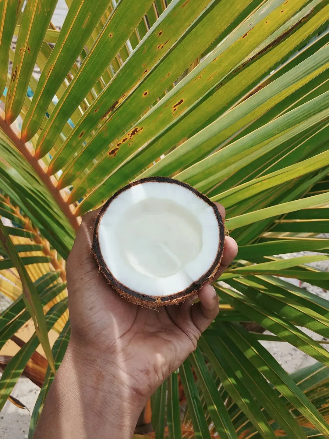 Palm and Coconut Oils Raise Concerns (Image Credits: Unsplash)