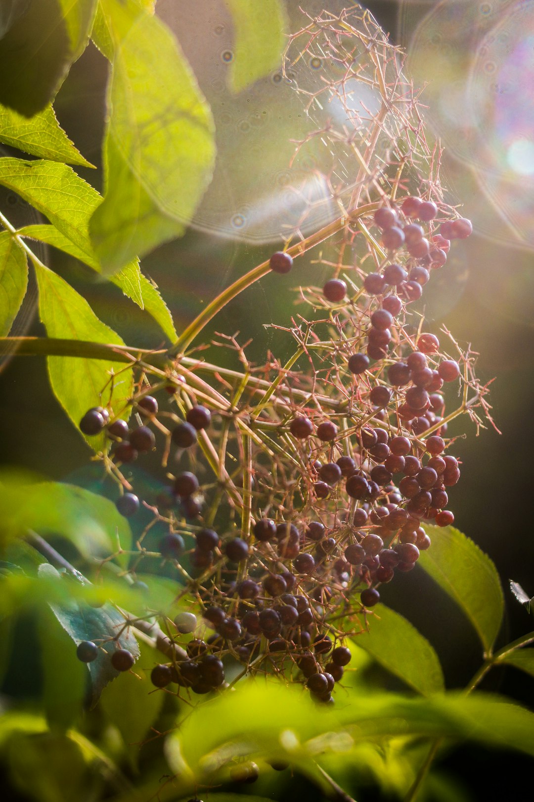 The Wild Side of Food Shopping That's Taking Over (image credits: unsplash)