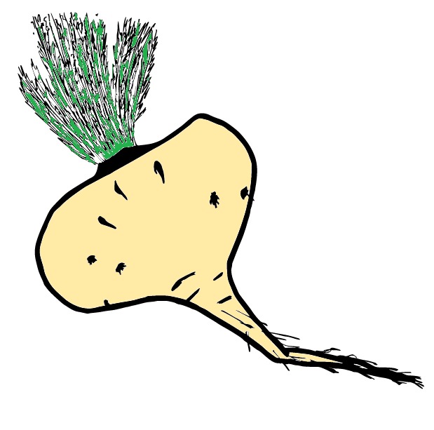 Maca Root: The Peruvian Energy Booster (image credits: wikimedia)