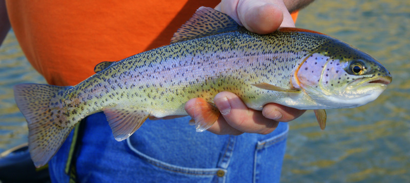Trout – The Freshwater Delicacy (image credits: wikimedia)