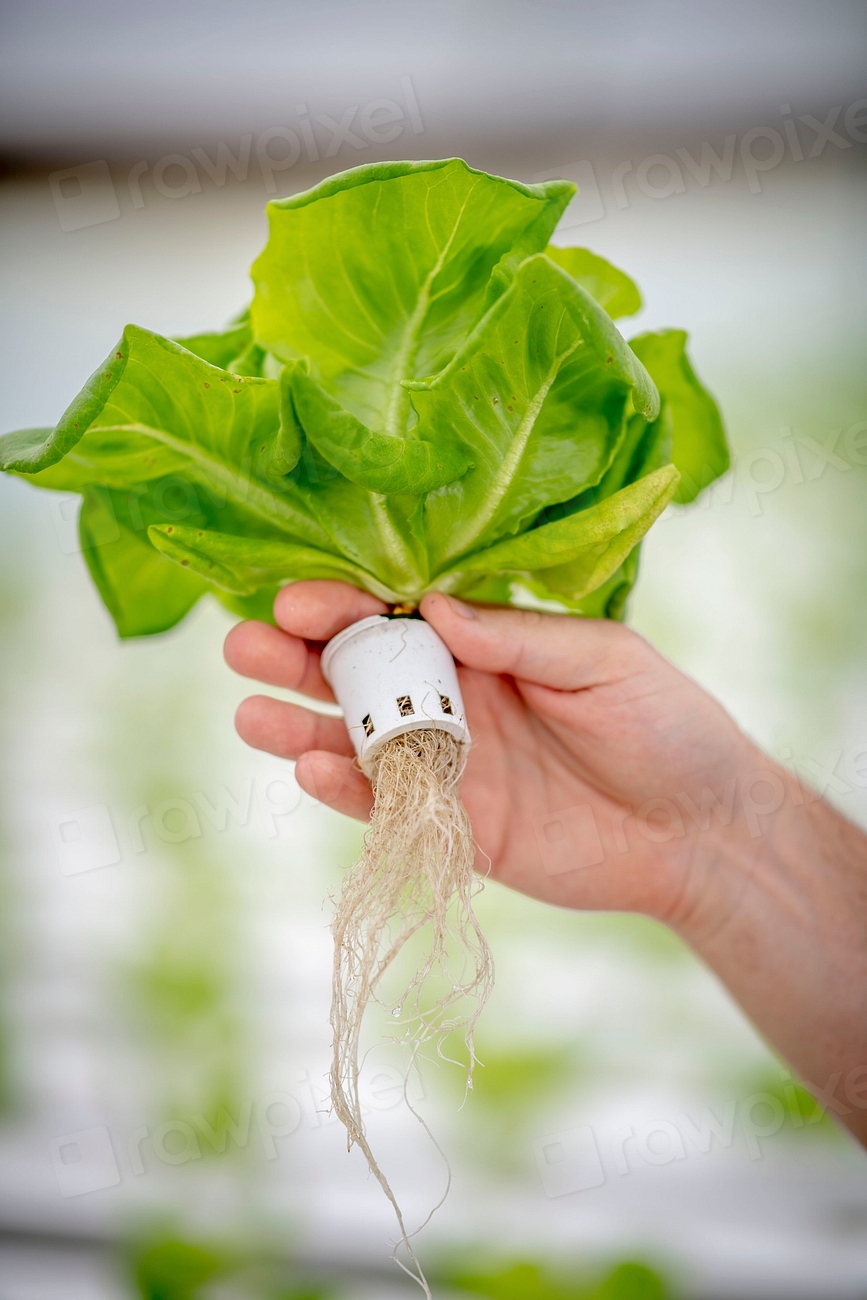 Your Kitchen Counter: The New Farm (Image Credits: Rawpixel)