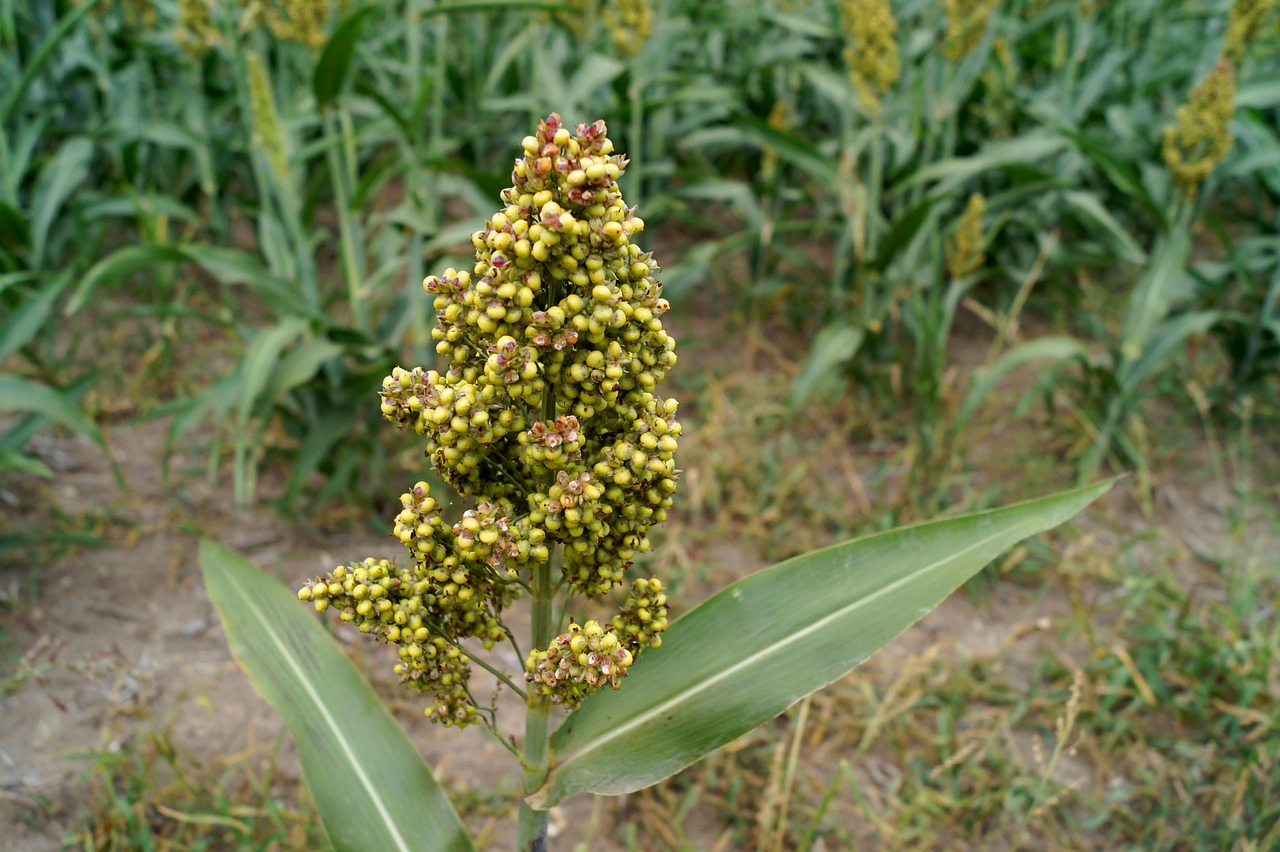 Millet (image credits: pixabay)