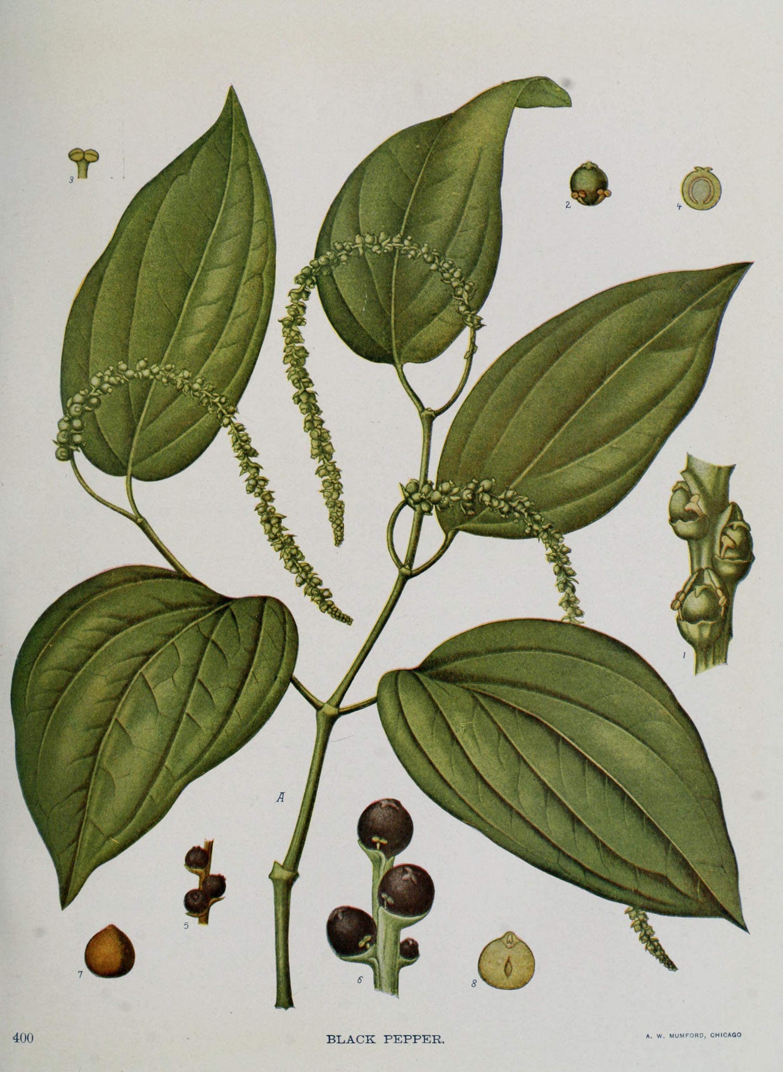 Unlocking Minerals: Black Pepper’s Role in Bone and Heart Health (image credits: wikimedia)