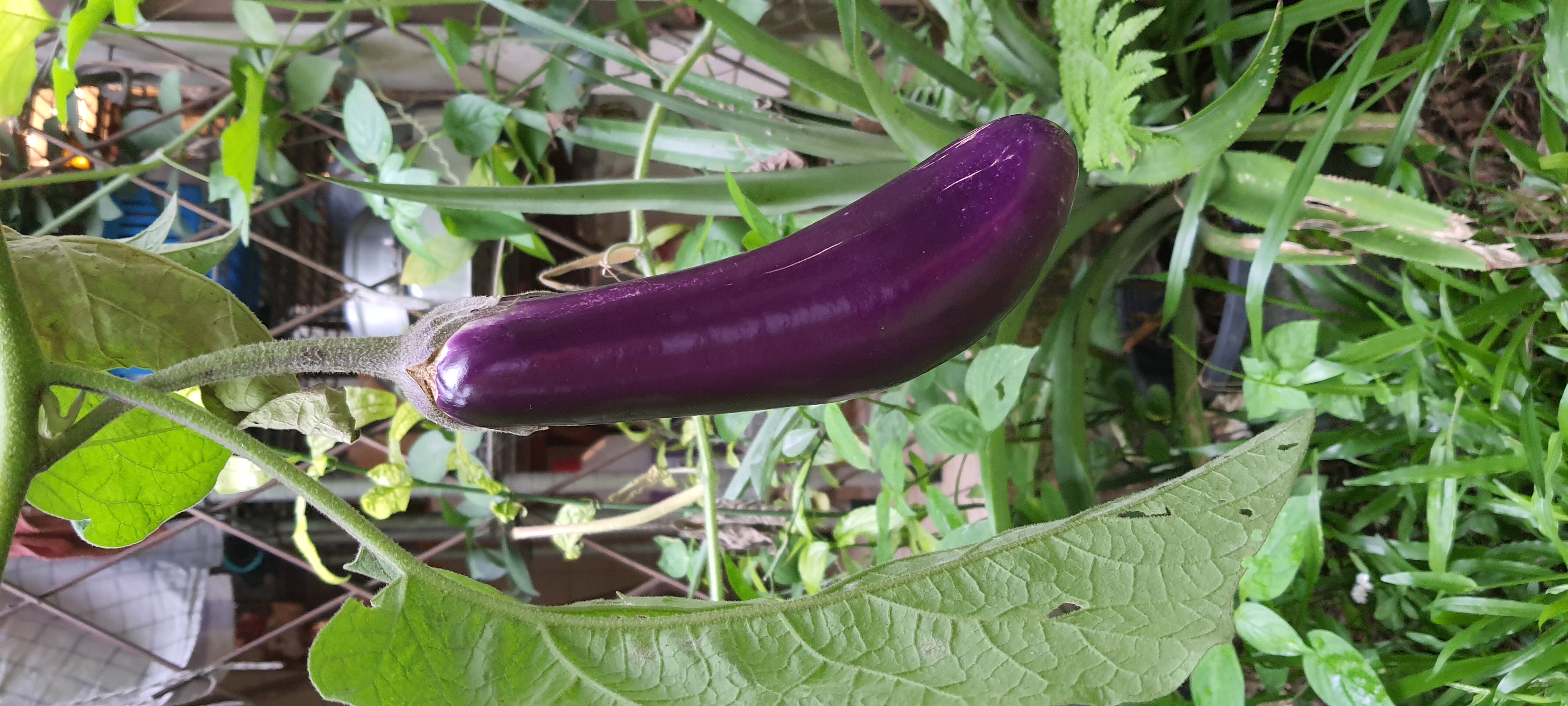 Eggplant (Especially with Skin) (image credits: wikimedia)