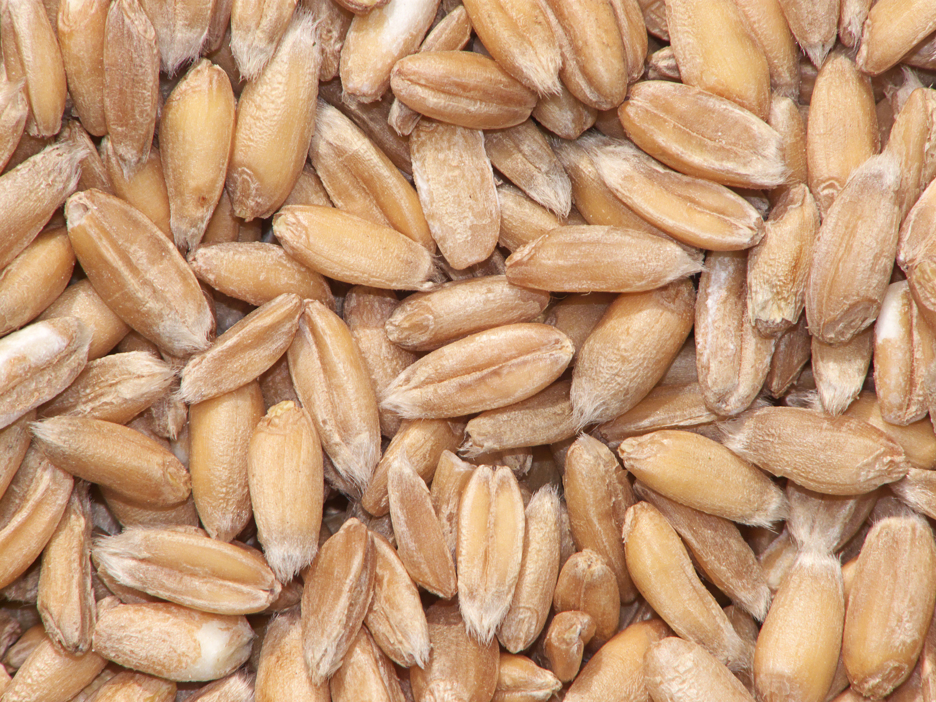 Spelt: The Hearty Grain Making a Modern Splash (image credits: wikimedia)