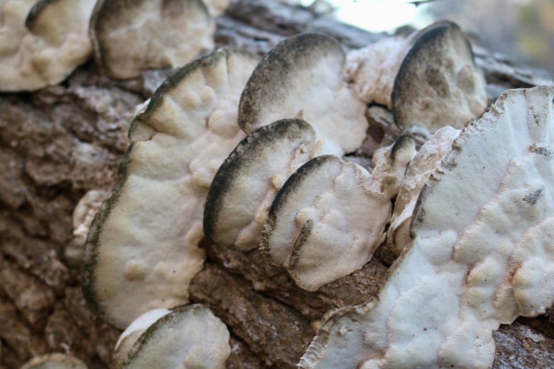 Oysters: Fact or Folklore? (image credits: unsplash)