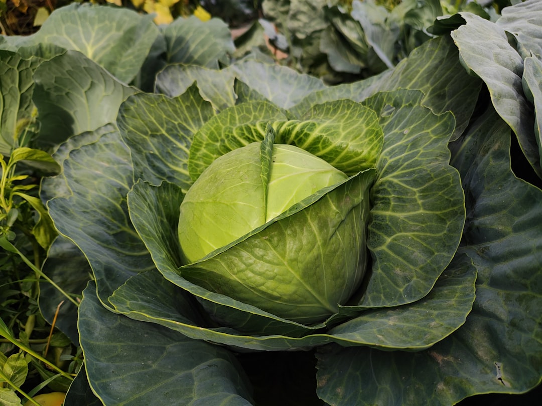 Cabbage: Crunchy, Healing Leaves (image credits: unsplash)