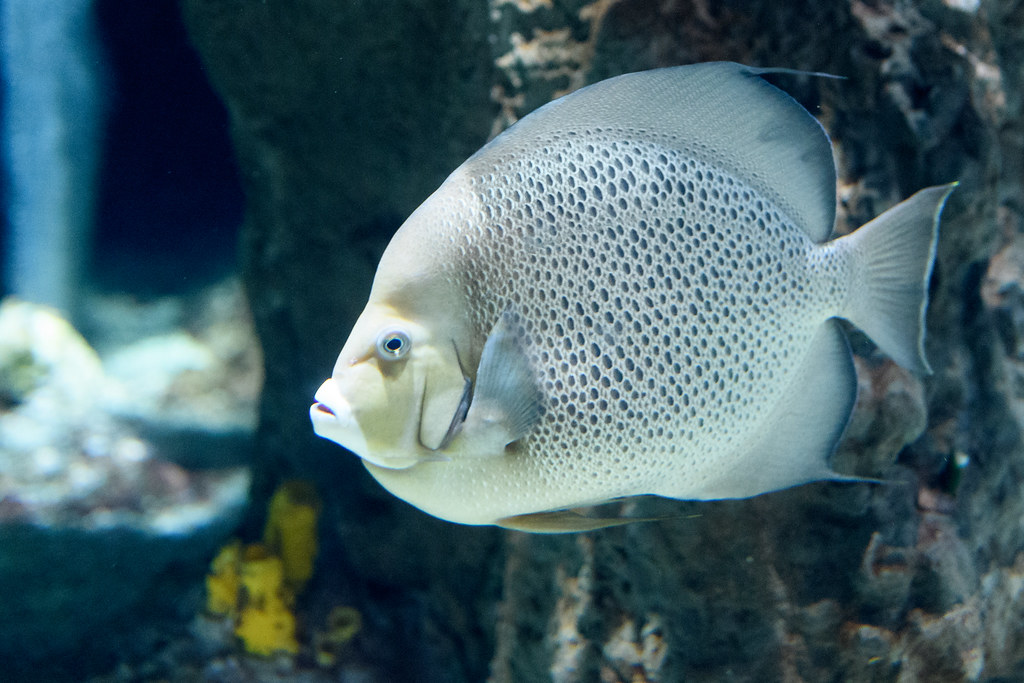 The Lean Protein Star: White Fish (image credits: flickr)