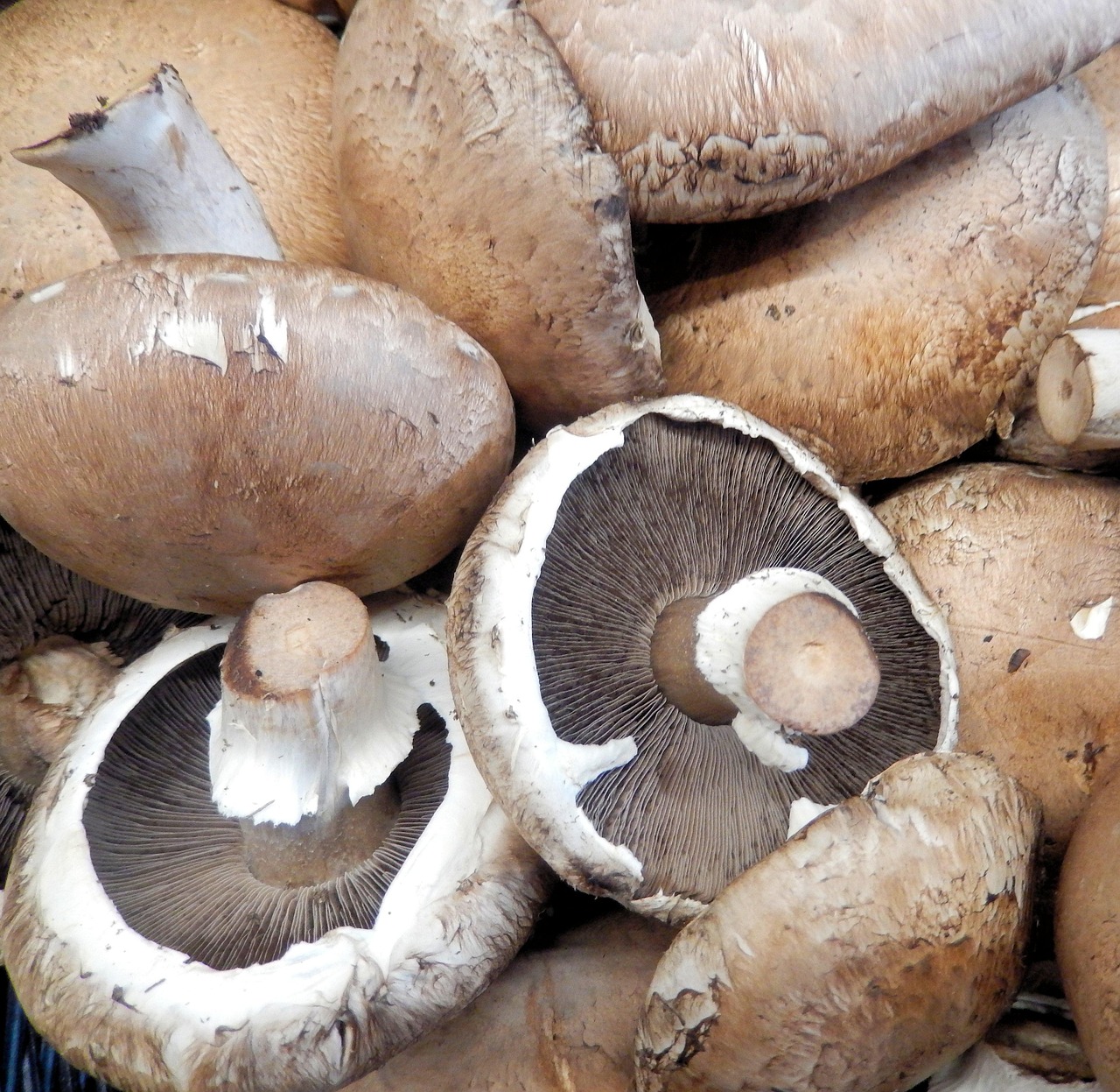 Portabella Mushrooms - The Meaty Alternatives (image credits: pixabay)