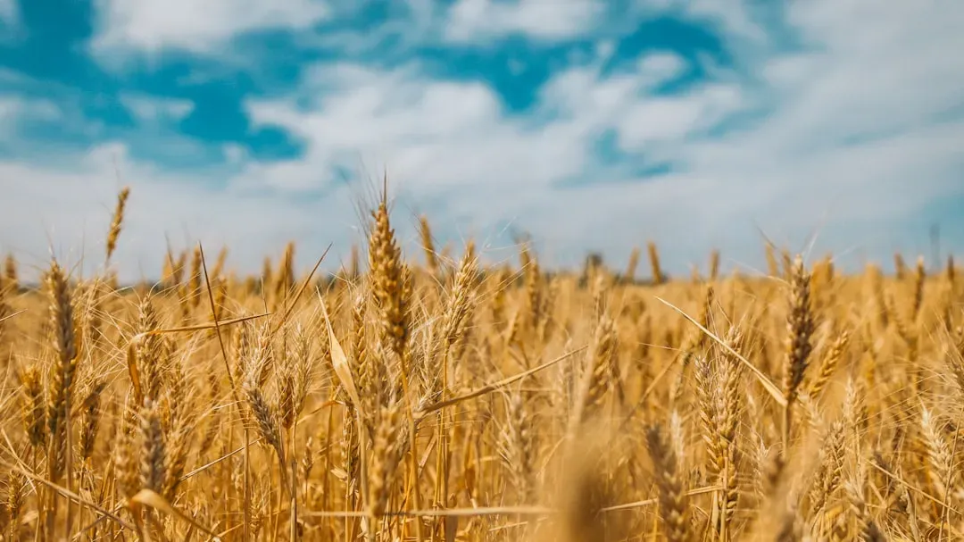 7. Wheat, Corn, and Your Toast Are in the Mix Too (Image Credits: Unsplash)