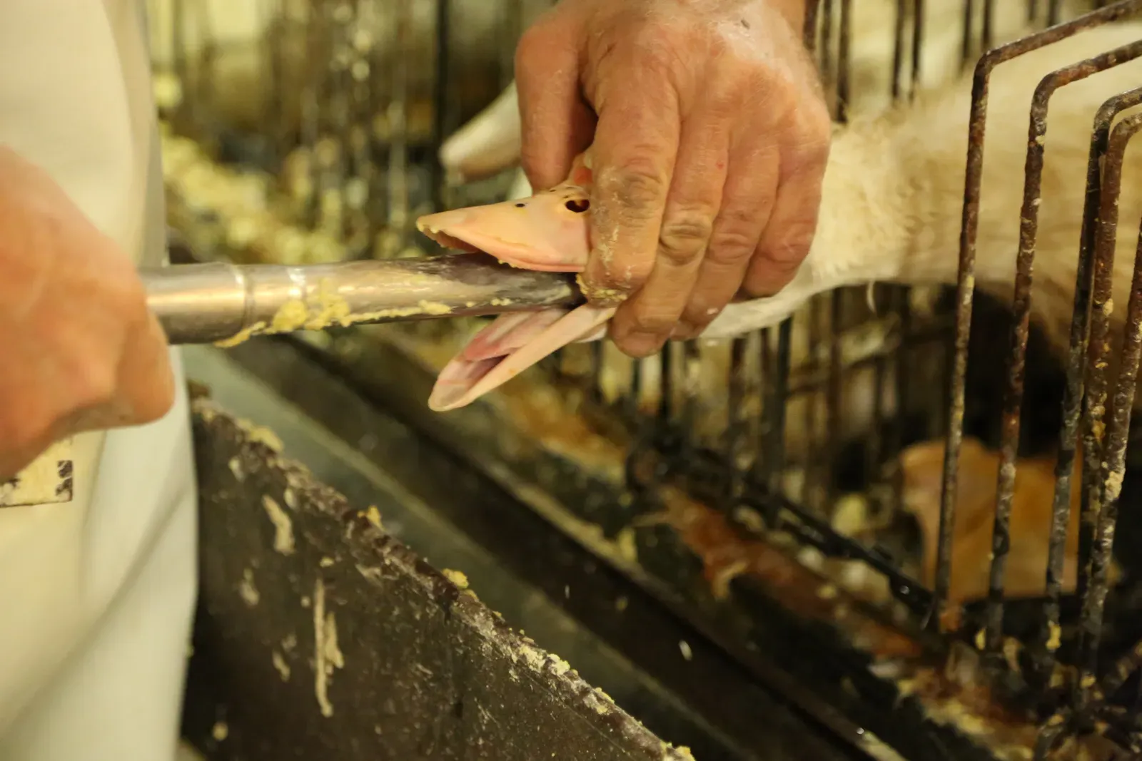 Producing or Purchasing Young Foie Gras in Banned Jurisdictions (Image Credits: Wikimedia)