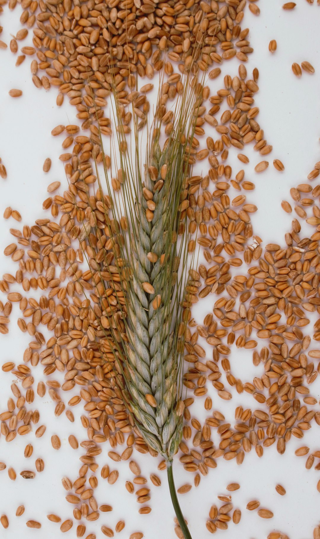Barley: The Heart-Healthy Champion (image credits: unsplash)