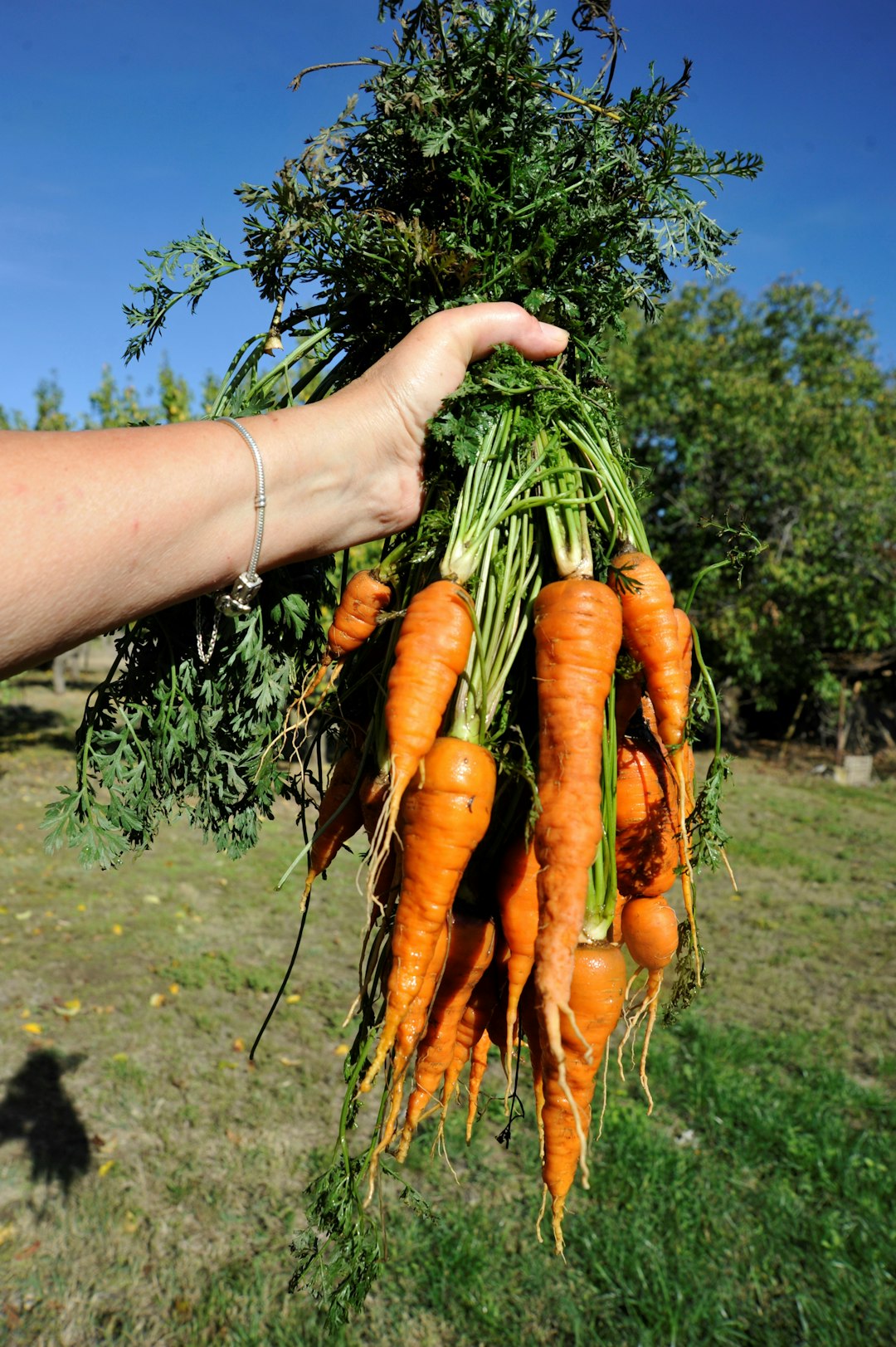 Embracing Imperfection: The Beauty of “Ugly” Produce (image credits: unsplash)