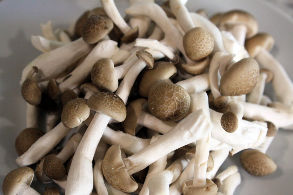 Understanding the Mushroom Economy (image credits: stocksnap)