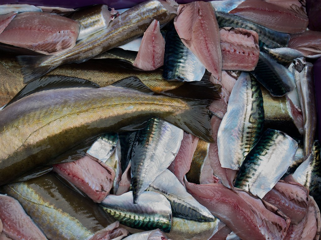 Pollock: The Versatile Canvas (Image Credits: Flickr)