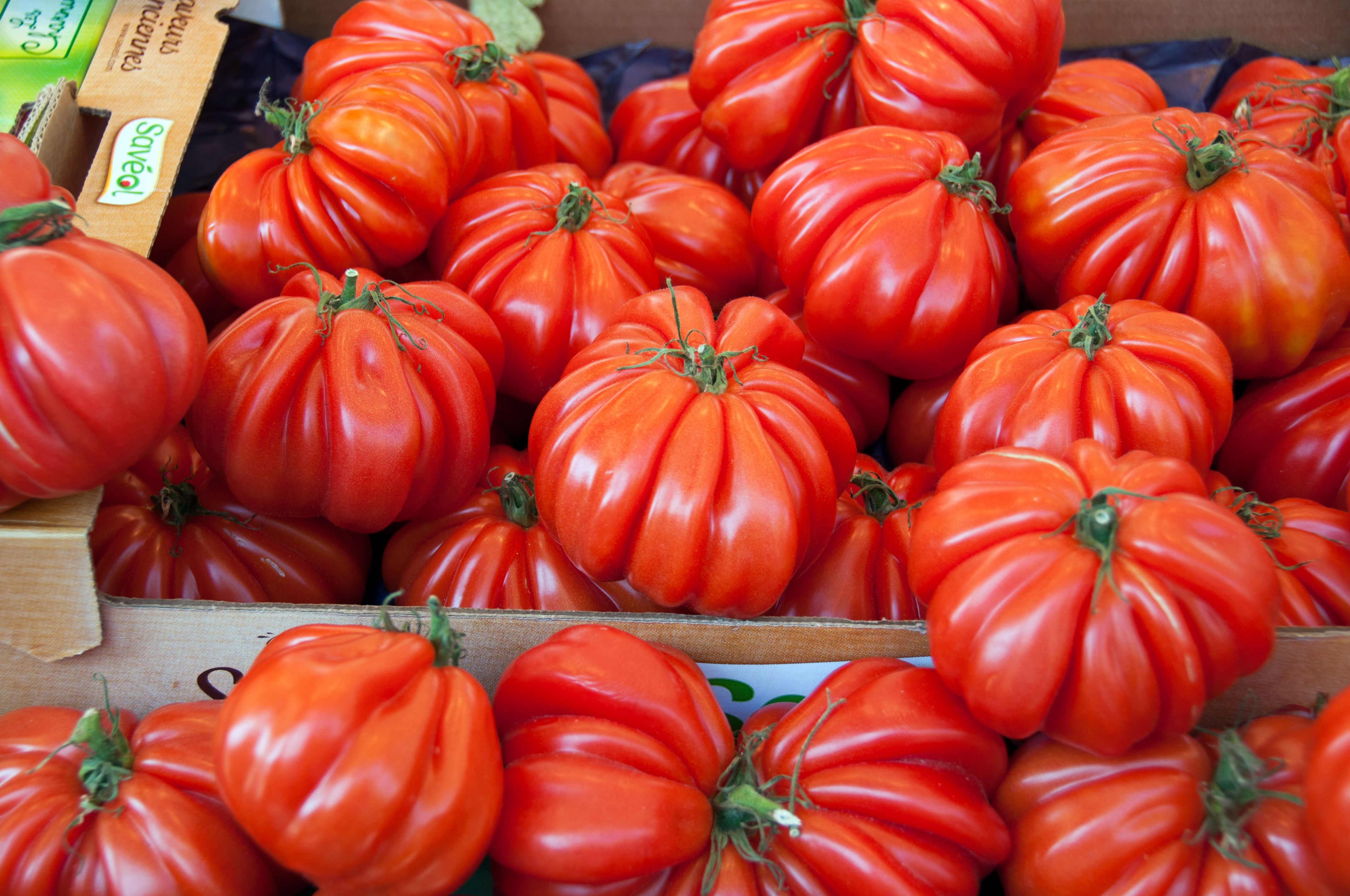 Tomatoes (image credits: wikimedia)