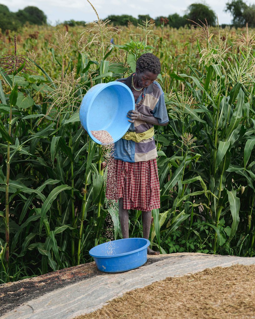 Millet: The Gentle Grain of Asia and Africa (image credits: flickr)