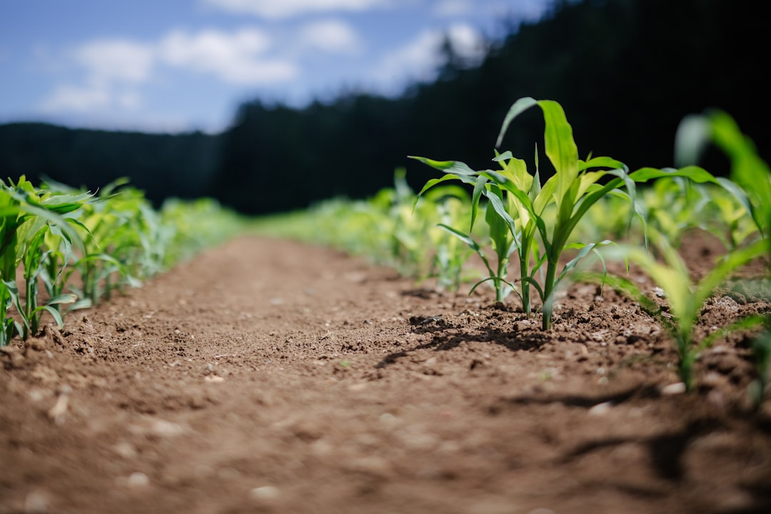 Environmental Considerations (image credits: unsplash)