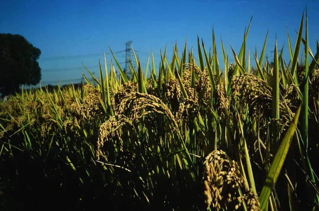 1. Climate Change Is Already Cutting Crop Yields - and the Losses Are Accelerating (Image Credits: Unsplash)
