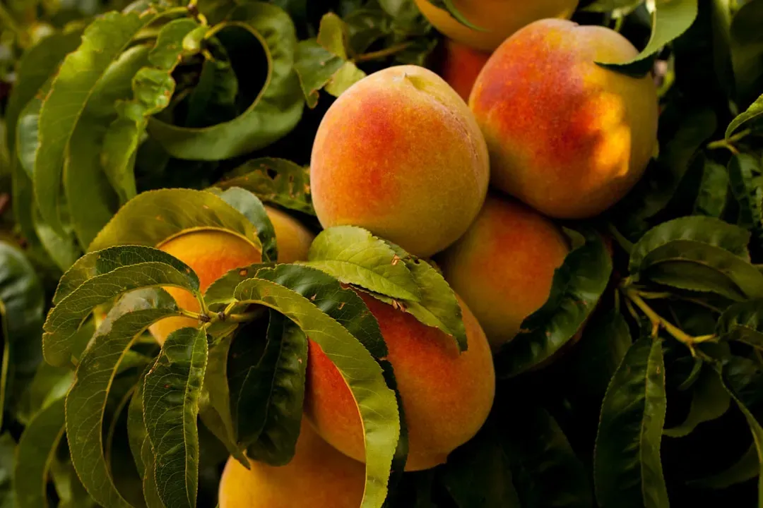Peaches Land in Fifth Place (Image Credits: Unsplash)
