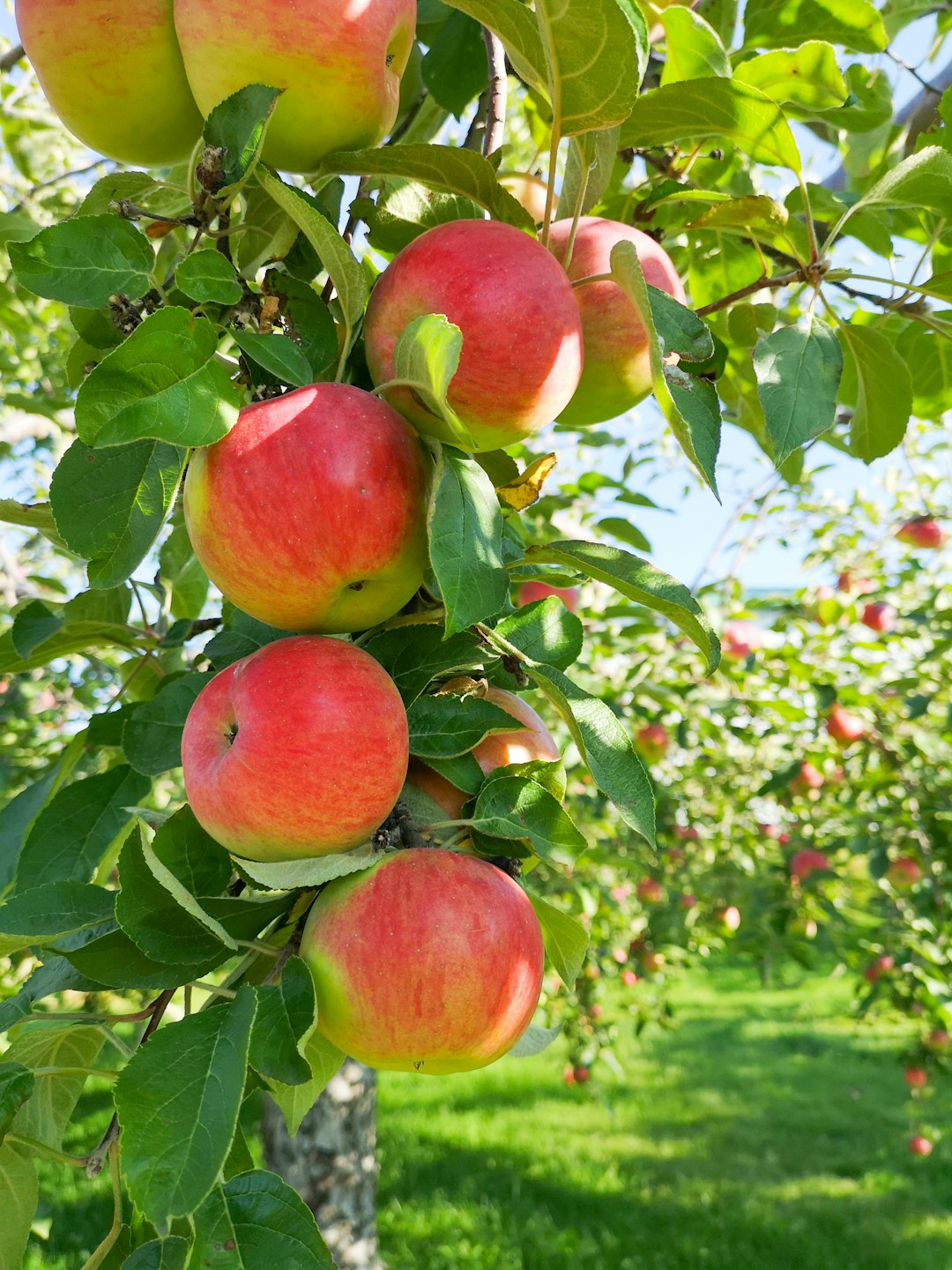 3. Apples: Bitter Results for Sweet Fruit (image credits: unsplash)
