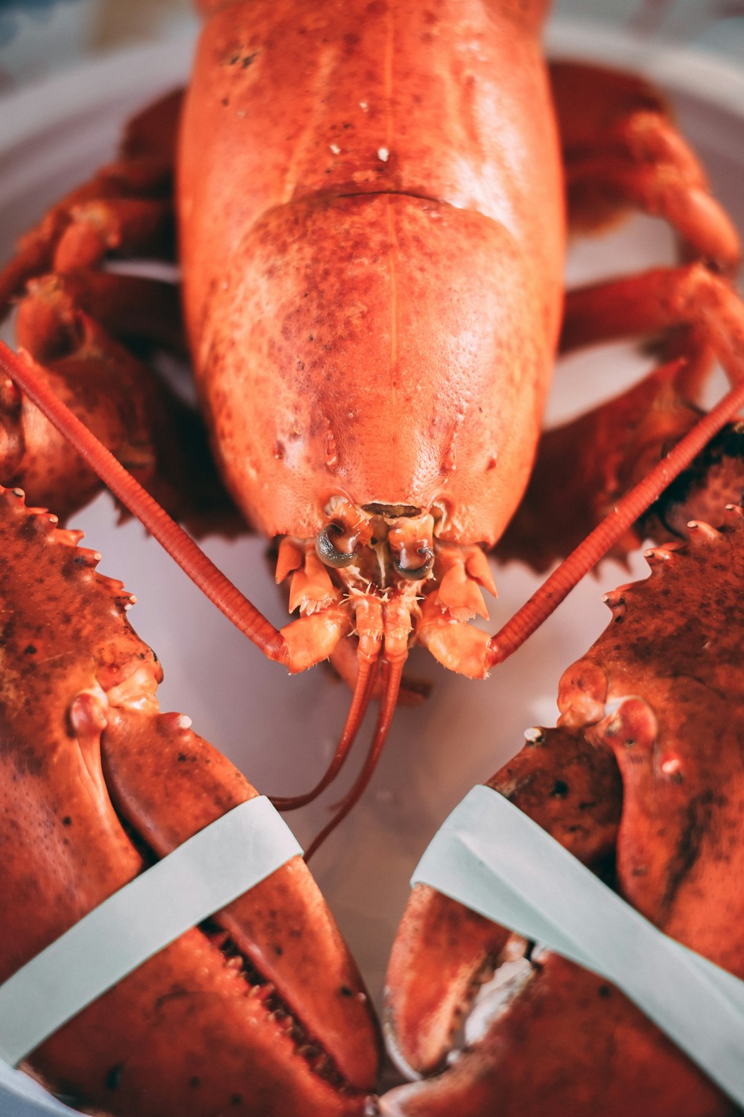 Shellfish with Their Creepy Crawler Vibes (image credits: unsplash)