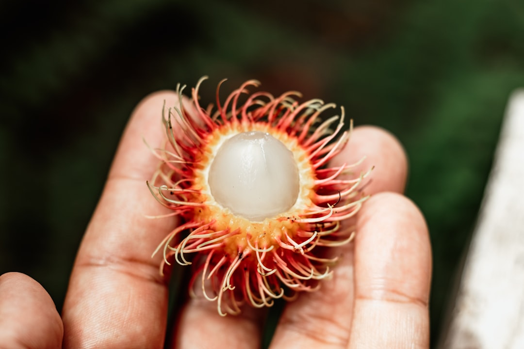 Rambutan: The Hairy Delight (image credits: unsplash)