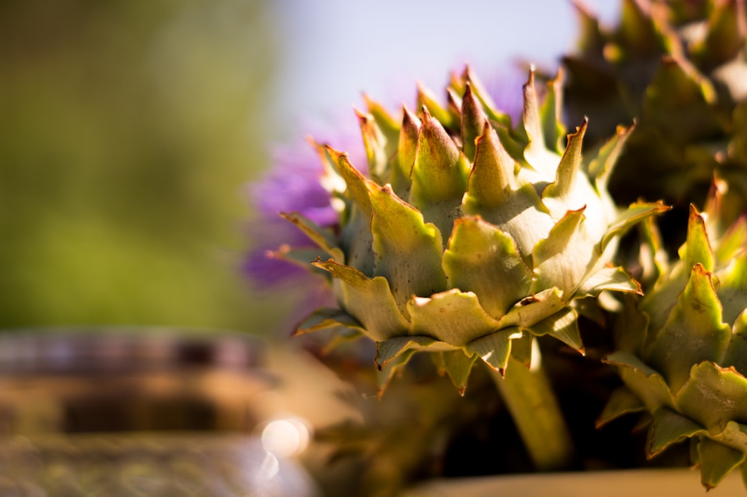 9. Cardoon: The Artichoke's Cousin (image credits: unsplash)