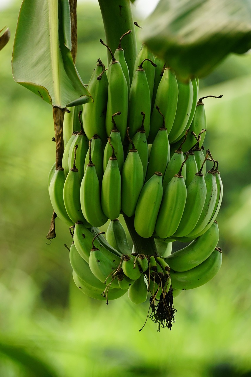 Bananas: Convenient but Carby (image credits: pixabay)