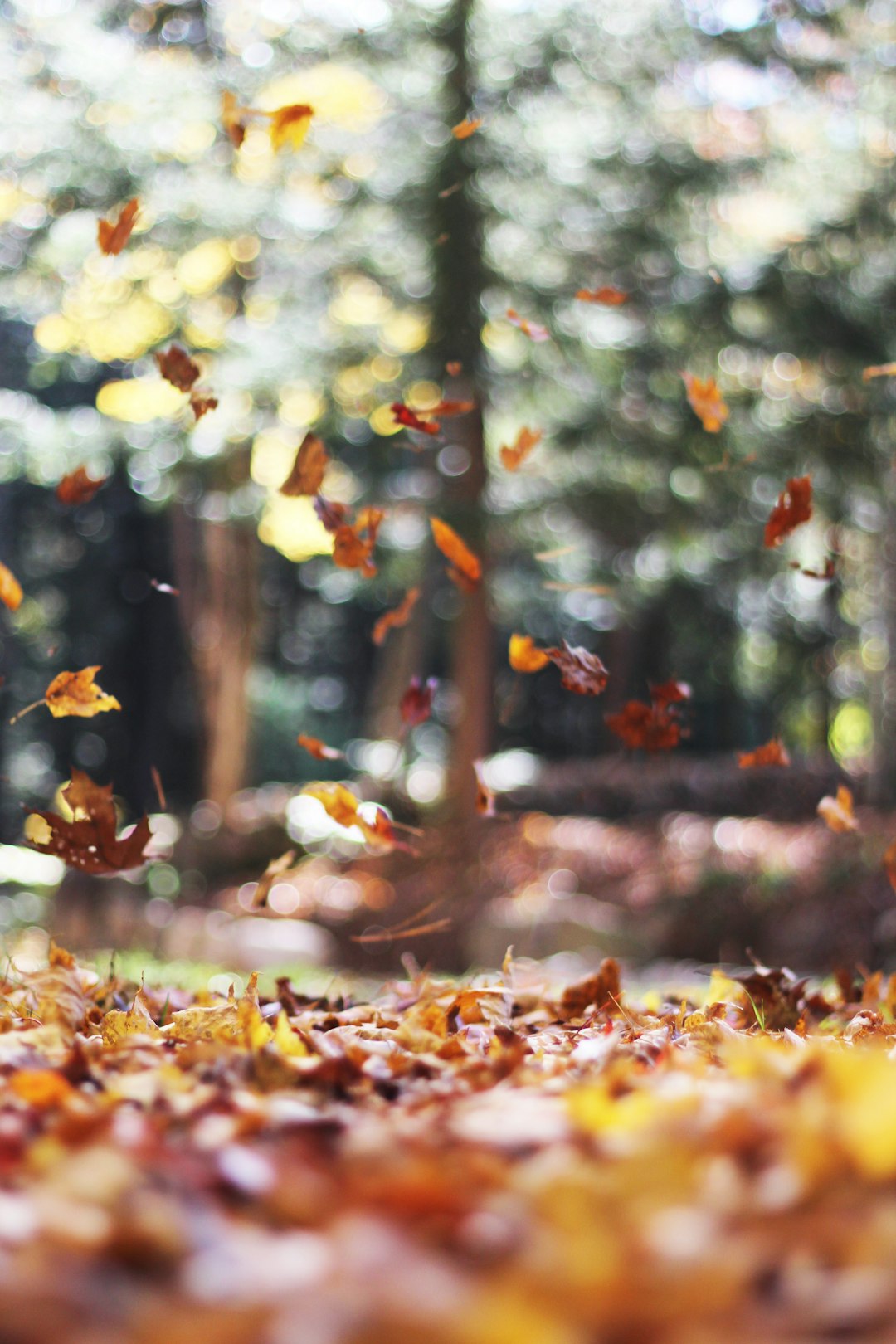 Pie as a Symbol of Autumn’s Spirit (image credits: unsplash)