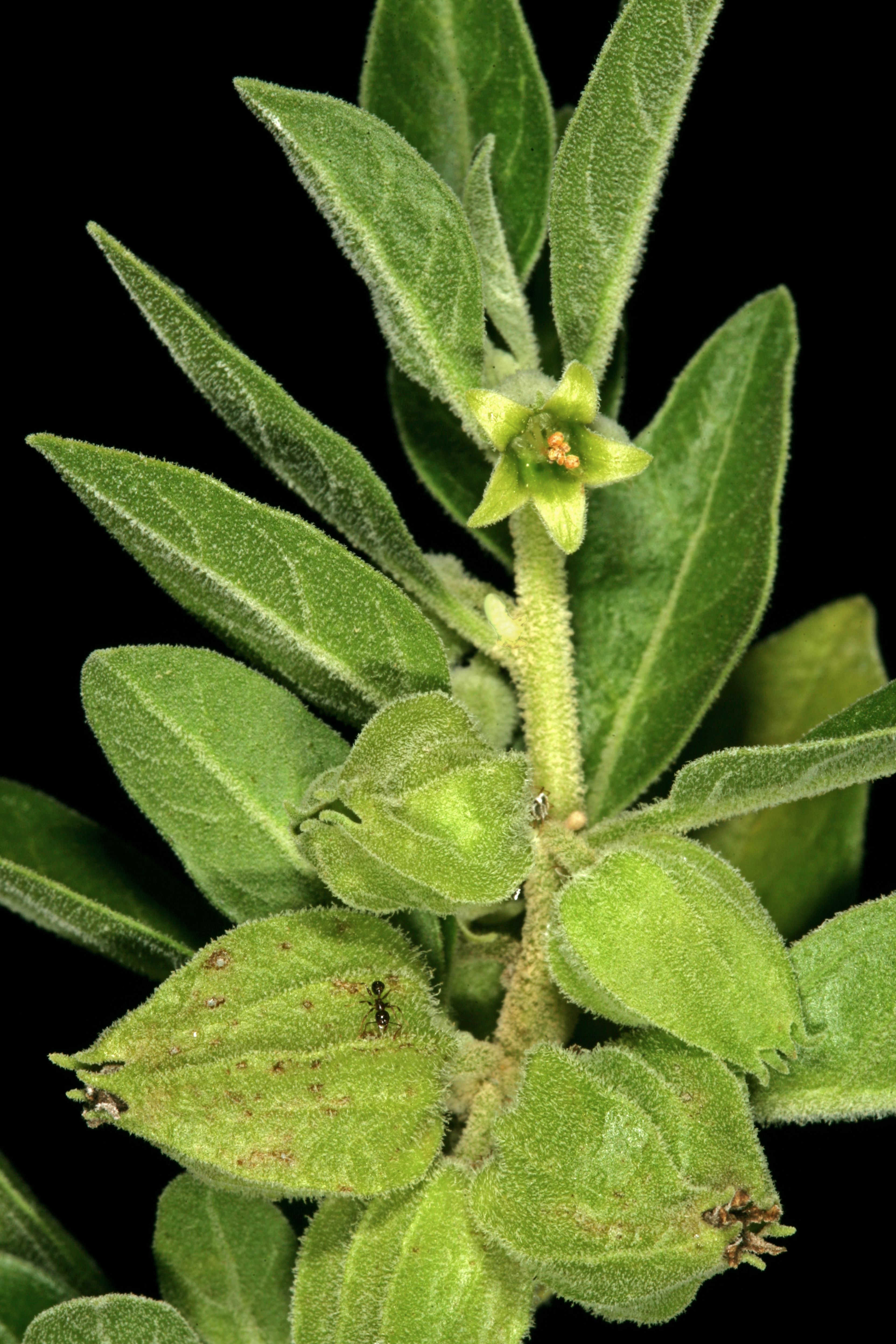 Ashwagandha (image credits: wikimedia)