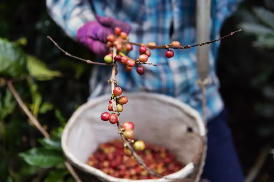 Climate Change Is Reshaping Where Coffee Can Grow (Image Credits: Unsplash)