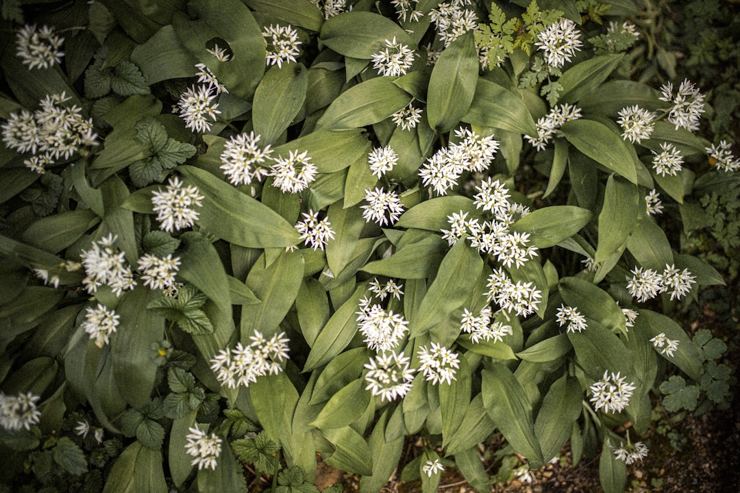 Wild Garlic as a Flavoring Agent (image credits: unsplash)