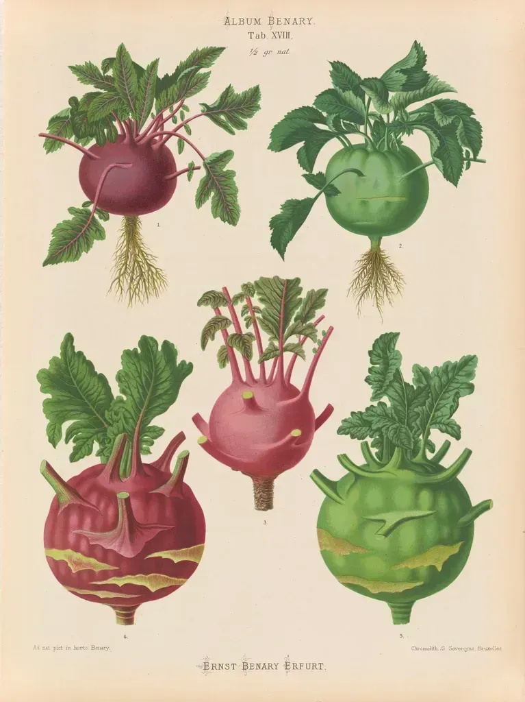 Cabbage and Root Vegetables (Image Credits: Rawpixel)