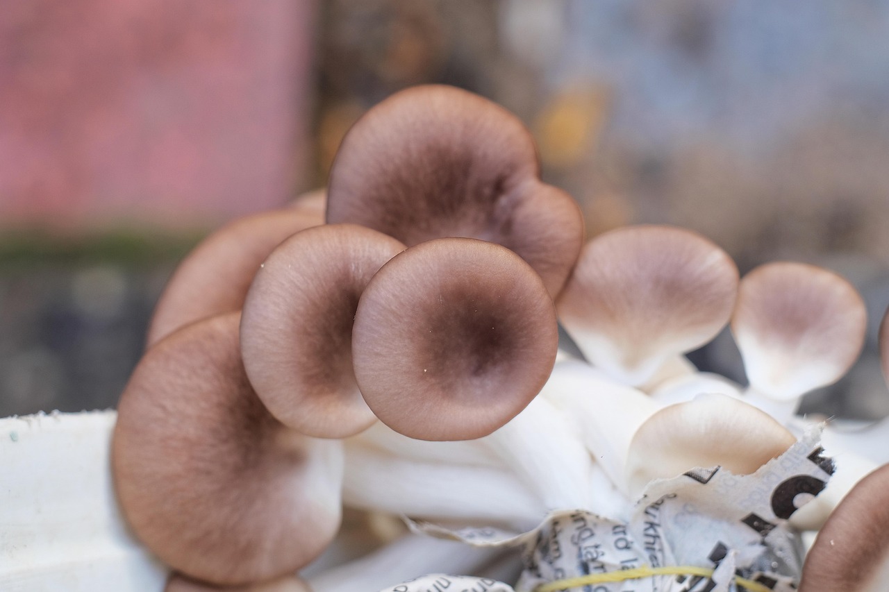 Oyster Mushrooms - The Delicate Powerhouses (image credits: pixabay)