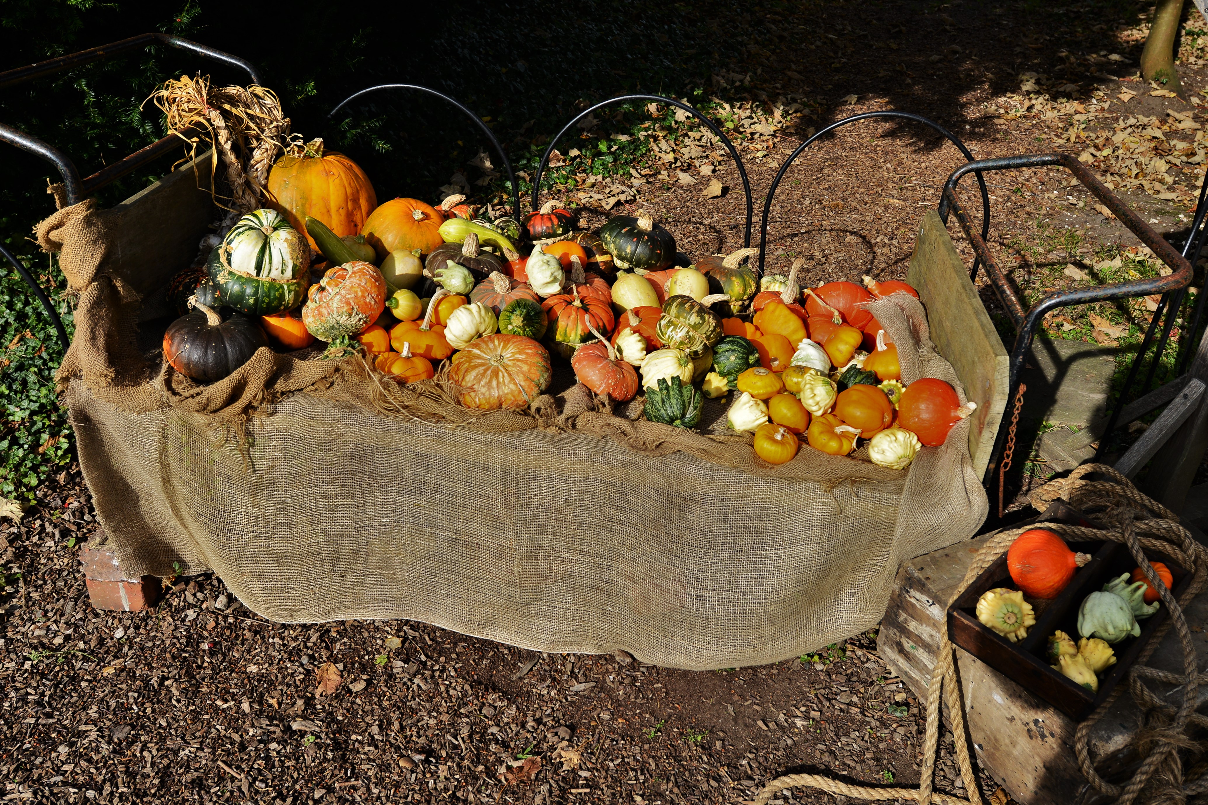 The Seasonal Availability Trap (image credits: wikimedia)