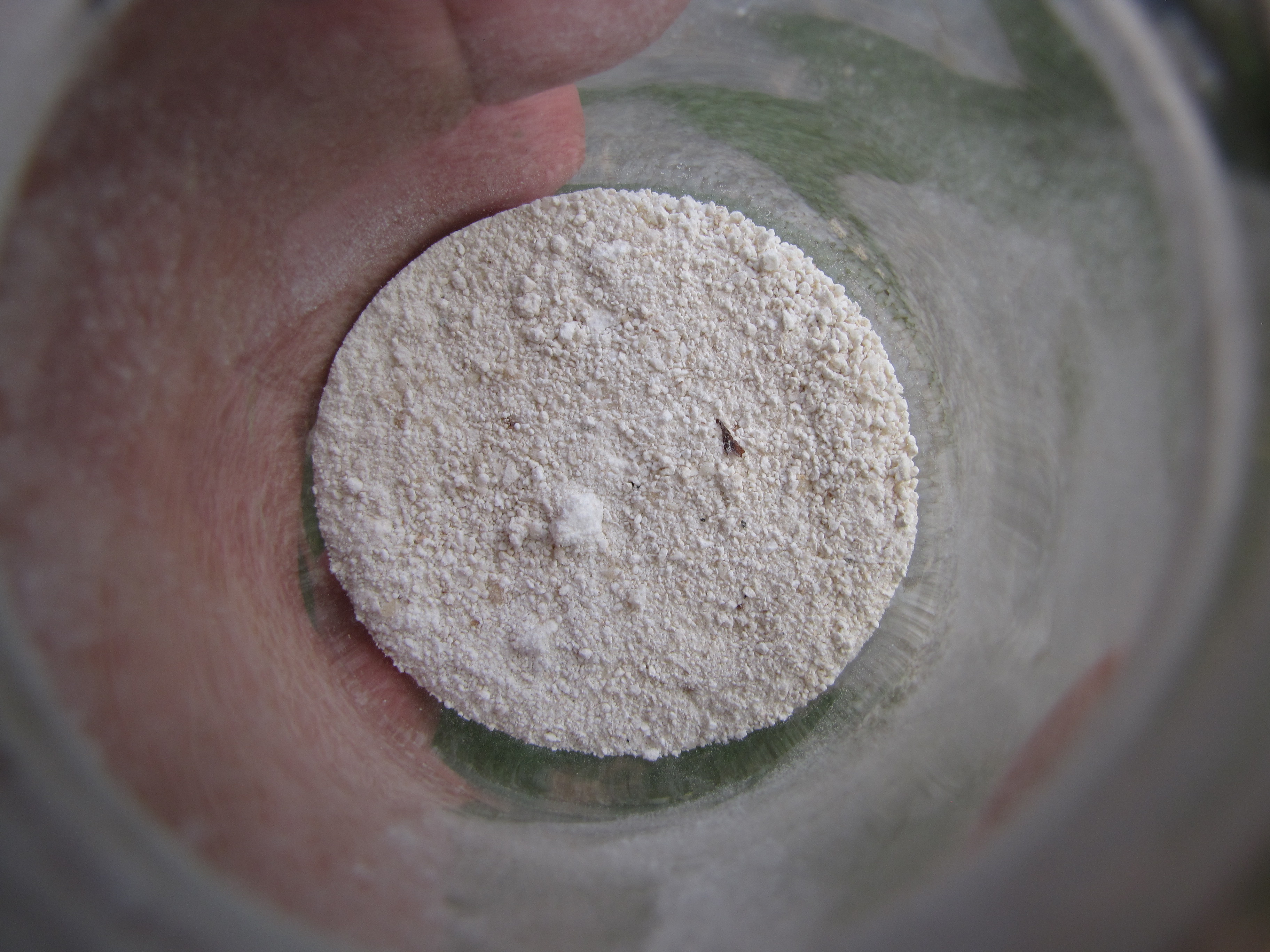 Arrowroot Powder: The Gentle Alternative (image credits: wikimedia)
