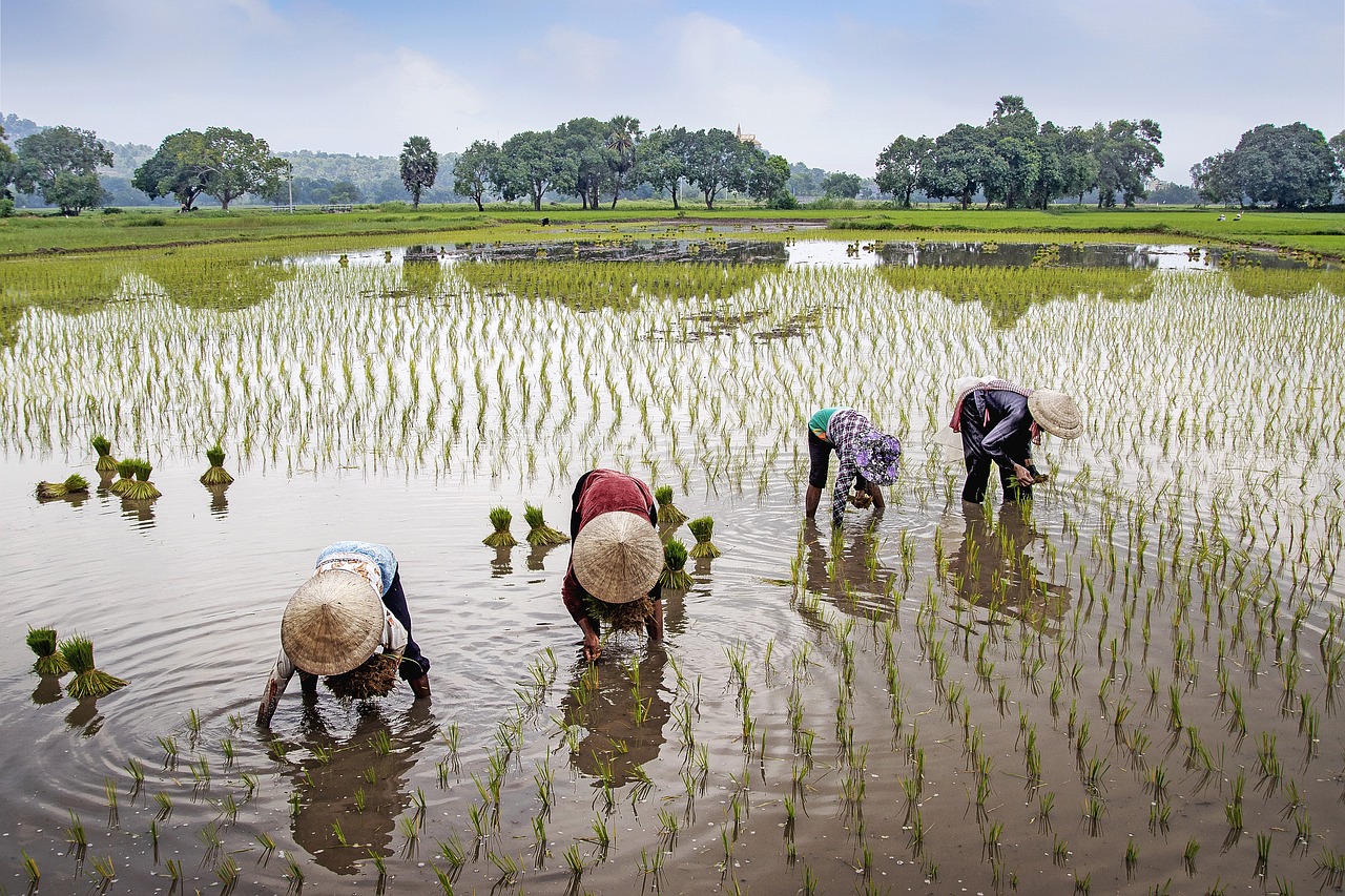 Effects on Local Farmers and Producers (image credits: pixabay)