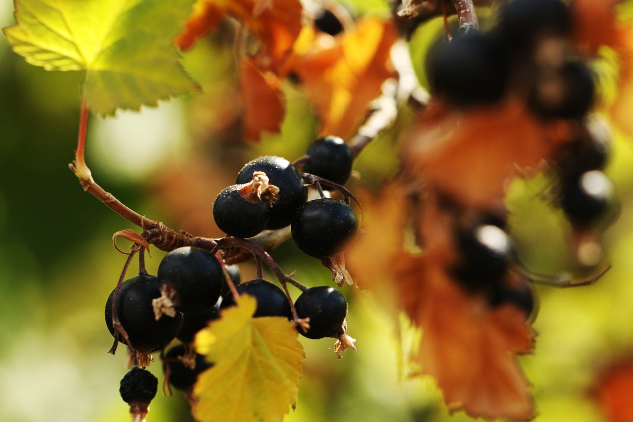 Blackcurrants (image credits: pixabay)