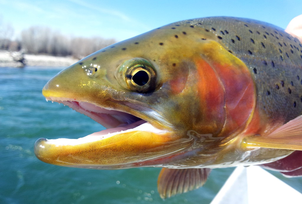 Rainbow Trout - Sustainable Freshwater Excellence (image credits: flickr)