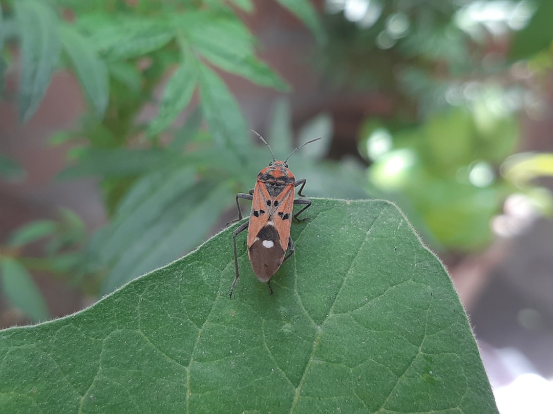 Pests and Diseases on the Rise (image credits: unsplash)
